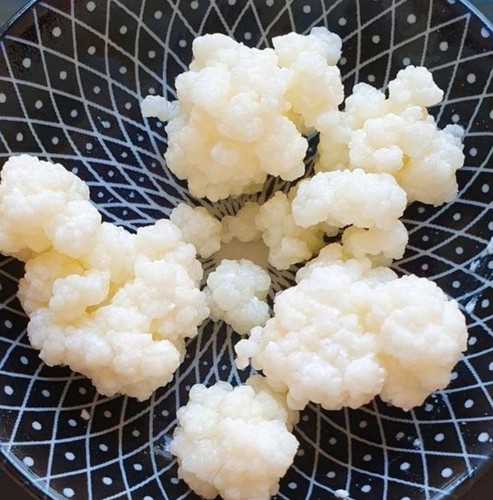 Tibetanisch kefir knollen - kefir,