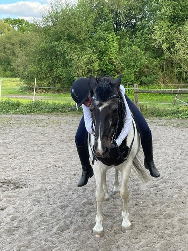 Reitbeteiligung gesucht - gesucht, (