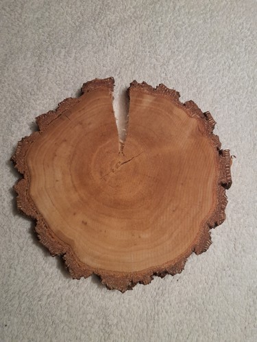 Holzscheiben baumscheiben - 4,