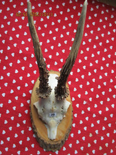 Trophäe Rehgehörn Rehbock Geweih auf Trophäenbrett Nr. 20 *