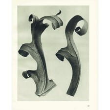 1929 KOMPASS PFLANZENBLÄTTER