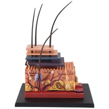 2X(4D Menschliche Haut Modell