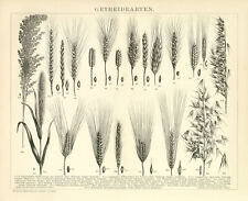 Getreide 21 Arten Weizen Hirse Hafer historische Bildtafel Holzstich ca. 1892