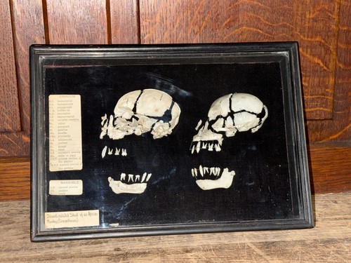 Antike deutsche museumsvitrine - antike,