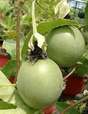 SAMEN Passiflora edulis die MARACUJA Pflanze wunderschöne Passionsblume Sommer