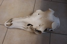 Hirschschädel endzeitdeko