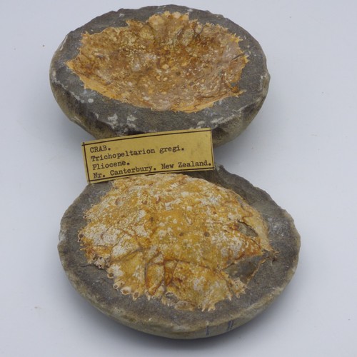 Fossile krabbe trichopeltarion - krabbe,