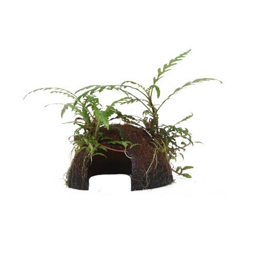 Aquarium pflanze hygrophila - pflanze,
