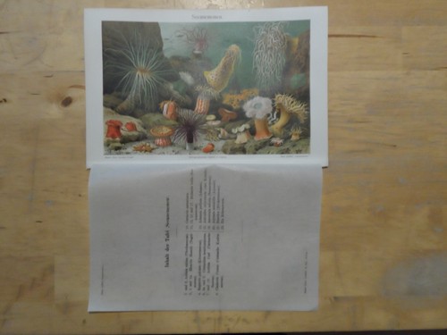 Orig chromolithographie - orig.(1908),