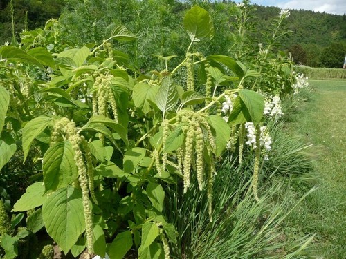 Amaranth green cascade - amaranth,