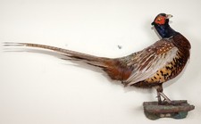 Schöner Jagdfasan Pheasant
