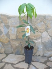 Mangobaum mangopflanze - mangobaum,,