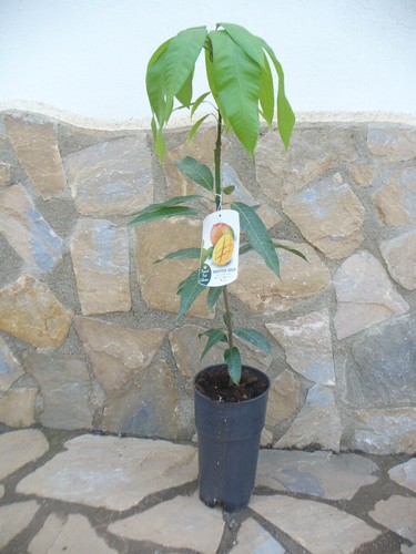 Mangobaum mangopflanze - mangobaum,,