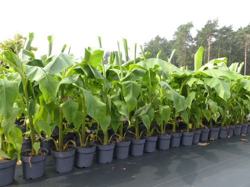 Bananenstaude banane musa - banane,