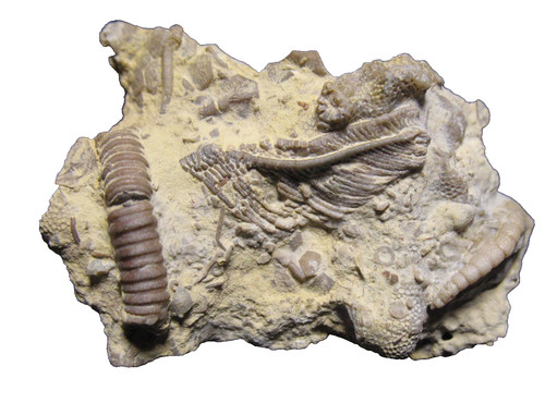 Ordovizium bromid calceocrinid - bromid,