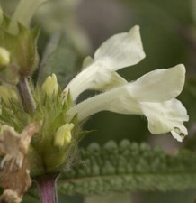 Aufrechte Ziest - Stachys recta