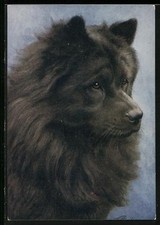 Ansichtskarte Schwarzer Chow