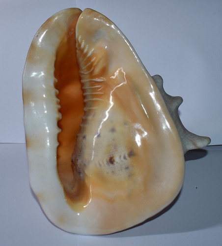 Muschel muscheln cassidae - muschel,