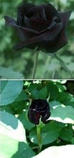 Schwarze rosen pflanzen - schwarze, für