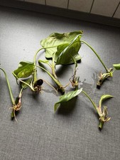 Philodendron erubescens 'White