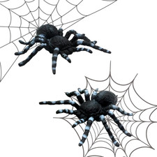 Spinnen Halloween, Spinne