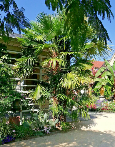 Samen hanf palme - hanf,