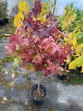Liquidambar styraciflua Gumball, Kugelamberbaum 80-90cm, 40-50cm Stamm Stämmchen