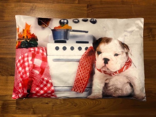 Englische bulldogge welpe - *englische, bulldogge*,