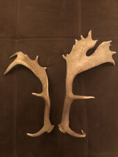 Hirschgeweih Echt Geweih Deko