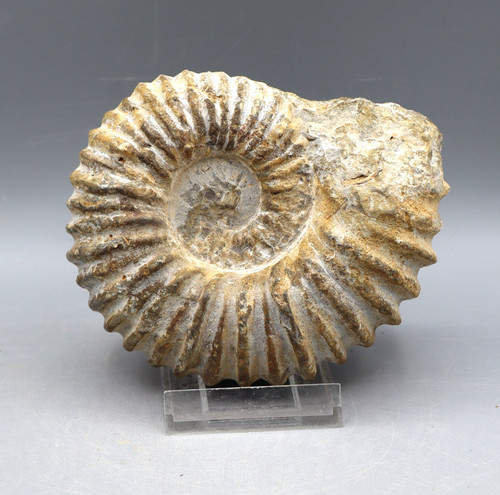 Ammonit fossilie schnecke - ammonit,