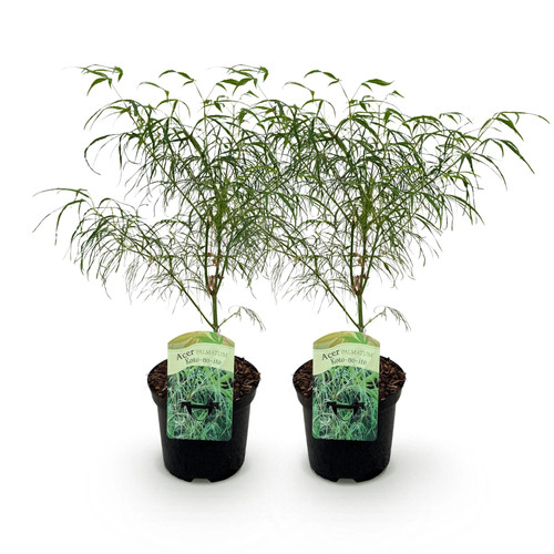Japanischer ahorn acer - japanischer,