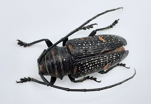 Cerambycidae zographus - cerambycidae,,