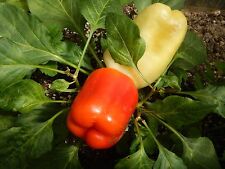 Alba Regia Albaregia Paprika aus Ungarn alte Sorte Wachspaprika süß und saftig