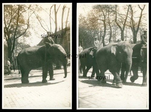 Zirkus strassburger 1929 - 2x,