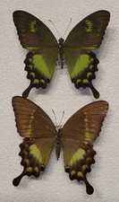 Papilio neumoegeni - Pair