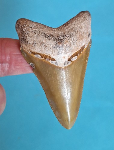 Zahn des megalodon - zahn,