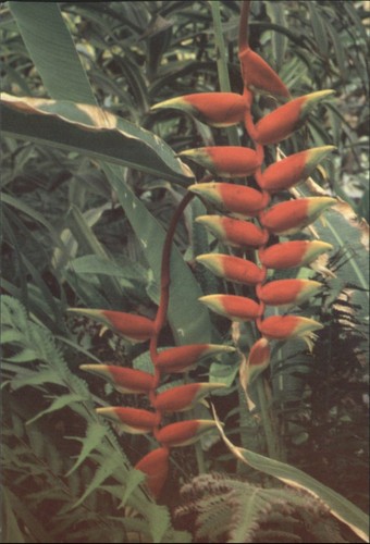 Heliconia marginata