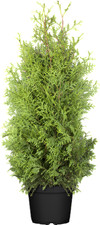 Thuja occidentalis 'Brabant'