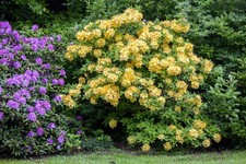 Rhododendron luteum 'Goldpracht', gelb, 40–50 cm