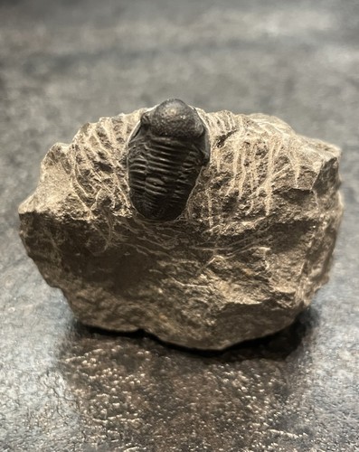 Trilobit fossil versteinerung - trilobit,