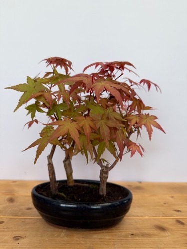 Bonsai acer palmatum deshojo - bonsai,