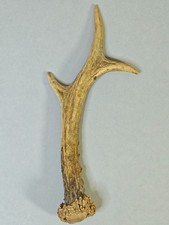 Natural Roe Deer Antler