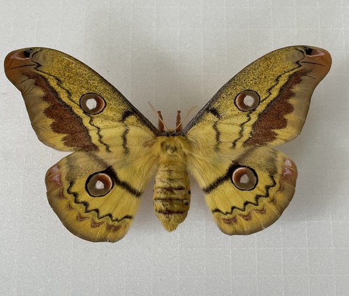 Entomologie*Copaxa
