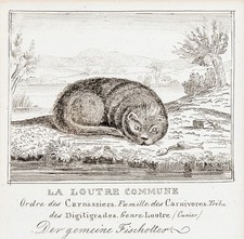 Fischotter Otter Original