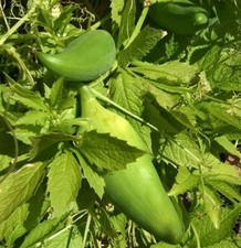 SAMEN Saat INKAGURKE ungewöhnliches Garten Gemüse Staude Frucht Kletterpflanze