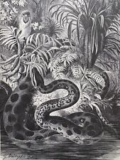 antike Grafik Fauna: Riesenschlange Boa Anaconda Snake um 1900