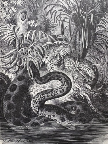Antike grafik fauna - antike,