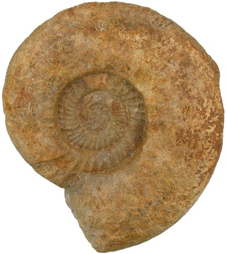 Malm ataxioceras striatellum - malm,