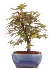 Bonsai - Acer palmatum