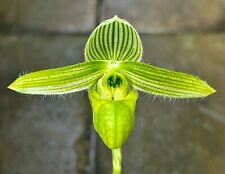 Paphiopedilum Species wardii alba Top Select NEW Orchidee Orchideen